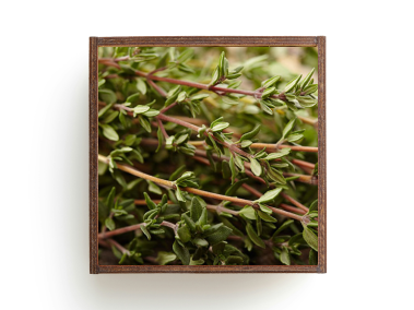 A picture of Thyme